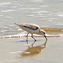 Sanderling