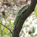 Carolina Anole