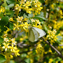 Cabbage White Butterfly on unknown plant