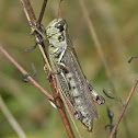 Pine tree Spur-throated Grasshopper