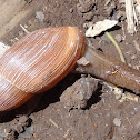 land snail