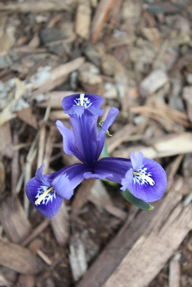 Spotting Image 1