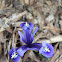 Iris Harmony