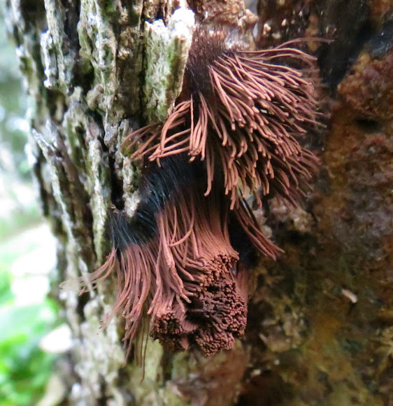 Spotting Image 1