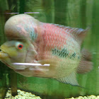 Flowerhorn Cichlid
