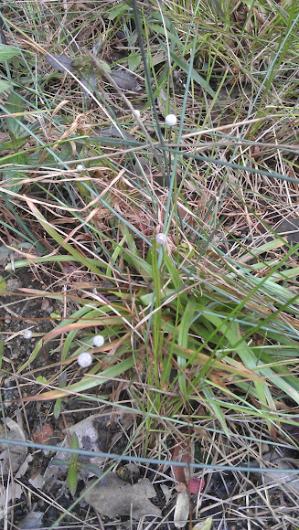 Spotting Image 1