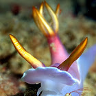 Nudibranch