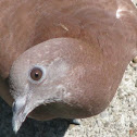 Rock Dove (Pigeon)
