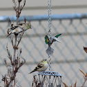 American Goldfinch