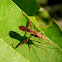 broad-headed bug