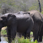 African Elephant