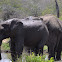 African Elephant