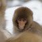 Japanese Macaques