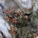 British soldier lichen