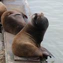 sea lions