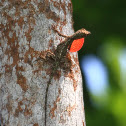 Lichen Anole