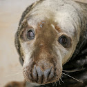  Grey Seal