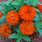 Zinnia