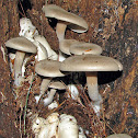 Aborted Entoloma