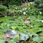 Water Lilies