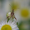 Scentless Plant Bug
