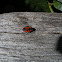 Firebug