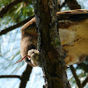 Red Tailed Hawk (with lunch video))