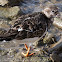 Turnstone; Vuelvepiedras