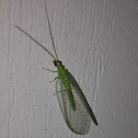 Golden-eyed Lacewing