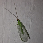 Golden-eyed Lacewing