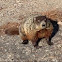 Groundhog