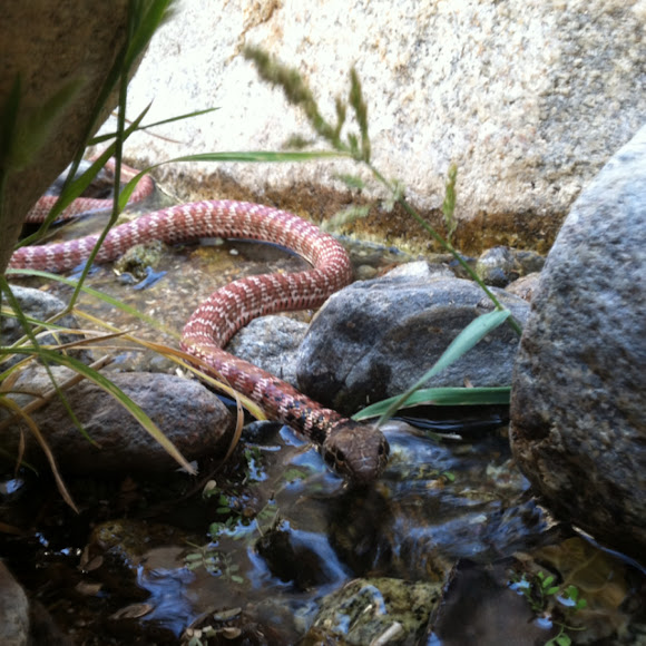 Spotting Image 1