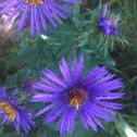 Aster