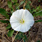 Field Bindweed