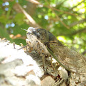 Green Cicada