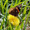 Red Admiral