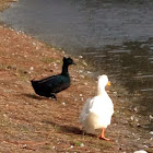Ducks