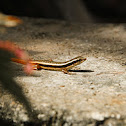 Skinks