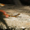 Skinks