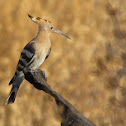 Hoopoe