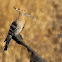 Hoopoe