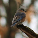 Eastern bluebird
