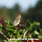 Blackcap