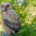 Great Horned Owl