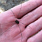 Daddy Long Legs / Opiliones