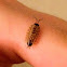 European Woodlouse