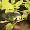 Pipevine Swallowtail