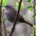 Song sparrow