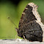 Mourning Cloak Butterfly