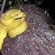 Eyelash viper